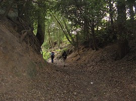 Sunken Lane nr Hascombe